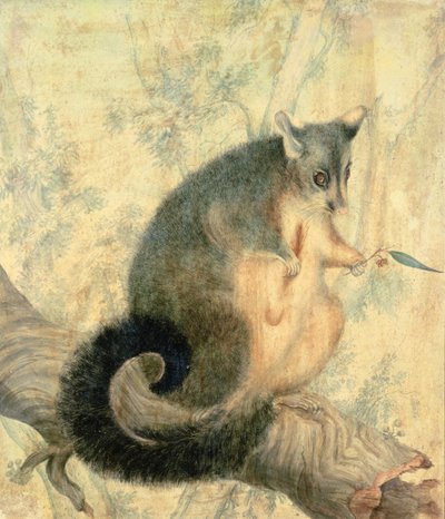 The Possum by Caroline Louisa Atkinson